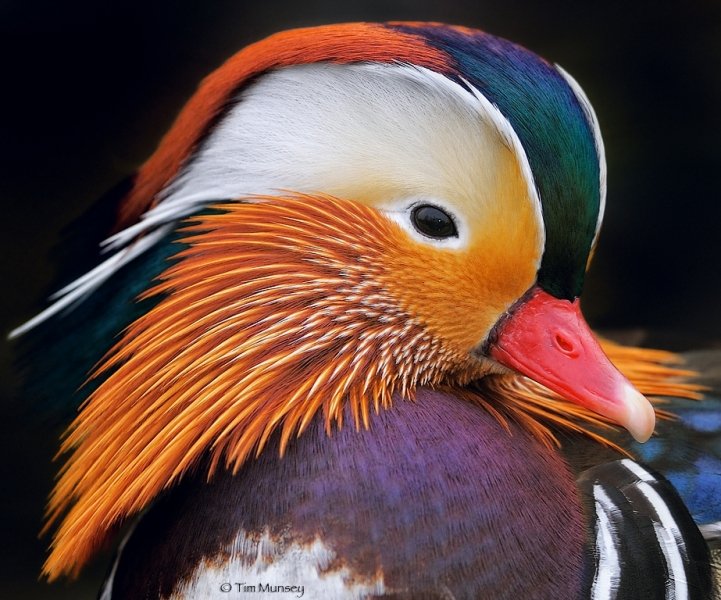 Mandarin Duck Portrait.jpg